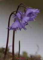 Soldanella (1)